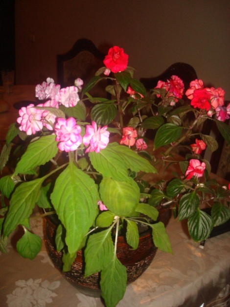 DSC08897.JPG