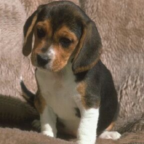 beaglepuppy.jpg