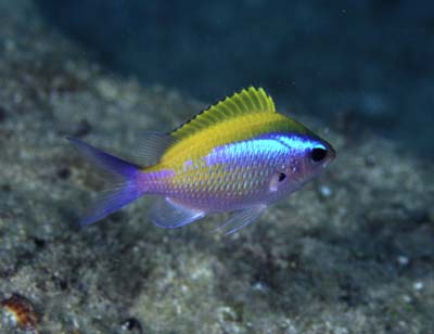 Chromis_ovalis_juv2.JPG