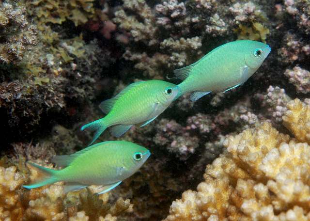 Chromis_viridis.jpg