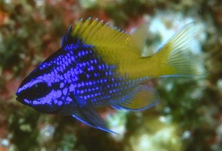 Chromis_limbaughi_I_RR2407.jpg
