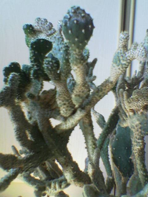 FOTO_041_.jpg