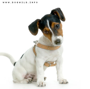 jack_russel_terrier.jpg