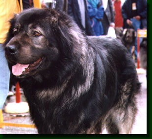 sharplaninac1.jpg