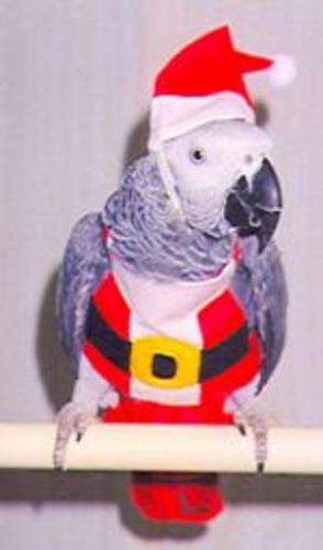 Afree_Santa.jpg