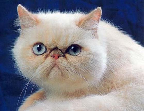 Exotic_shorthair_colourpoint_cream_1_.jpg