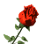 red_rose_hg_wht_st.gif