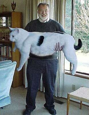 fat_cat.jpg