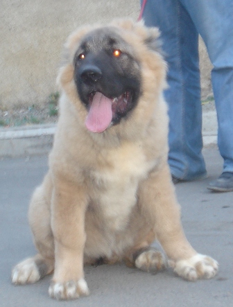 gogoi.JPG