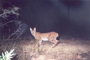 lynx1.jpg