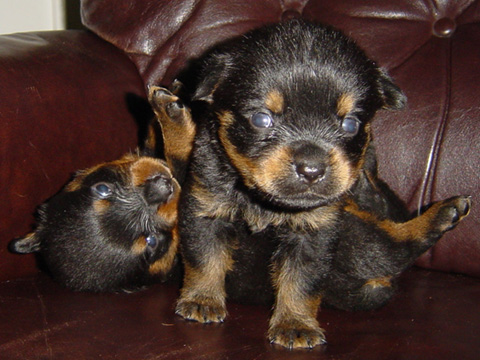 little_rottweilers.jpg