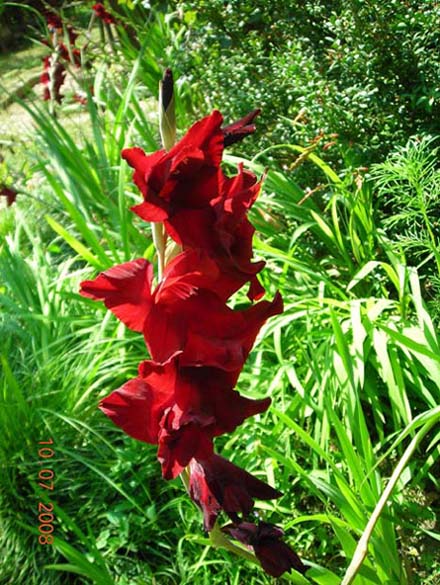 DSCN4692.jpg