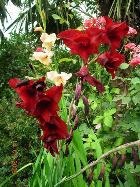 DSCN4786.jpg