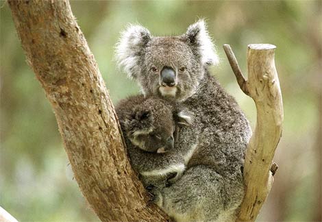 koala_cub.jpg