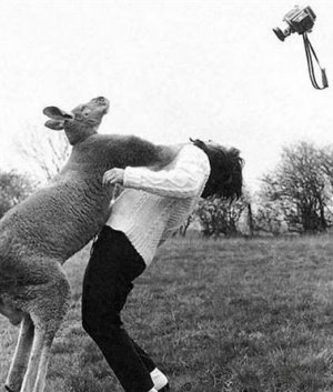 Animal417.jpg