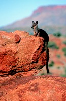 rockwallaby.jpg