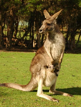 adia_2007_09_13_DSC_6965_kangaroo_with_a_baby_in_her_pocket_australia_phillip_island_cringel.com.jpg