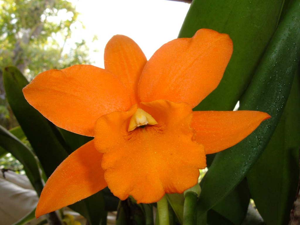 Flower_033.jpg