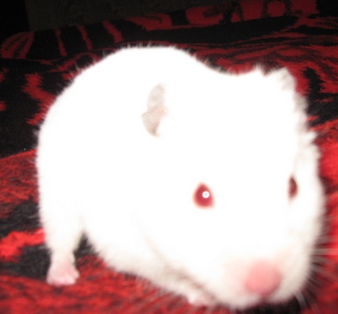 Picture_032.jpg