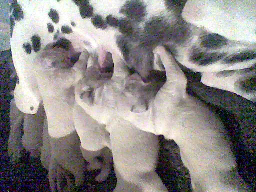 Image019_.jpg