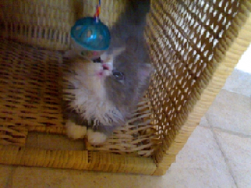 panchi.jpg