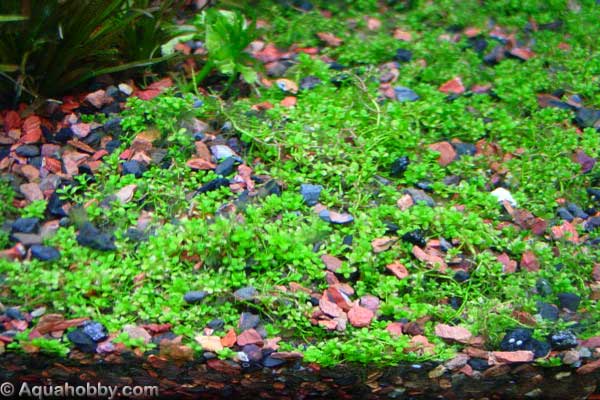 Hemianthus_callitrichoides_1.jpg