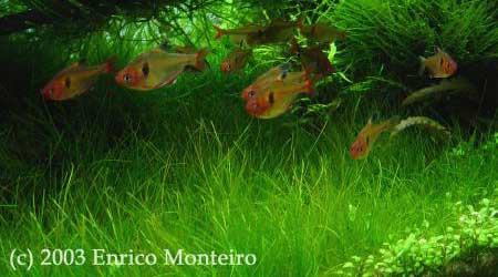 Eleocharis_parvula_1.jpg