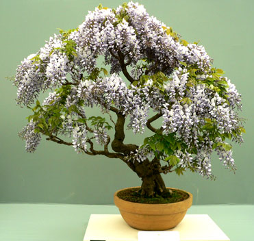 bonsai_371x352_1_.jpg