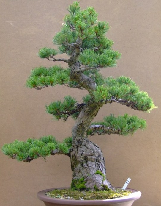 pine1_1_.jpg