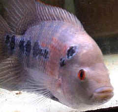 flowerhorn_w240.jpg