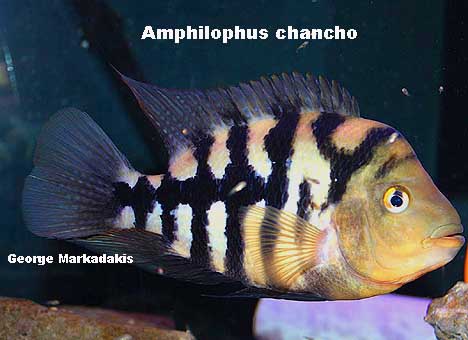 chanch.male2.jpg