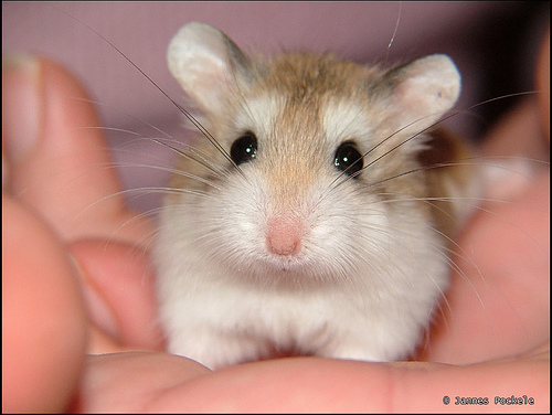 hamster_first_aid_kit.jpg