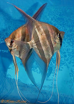 pterophyllum_altum__h__hristov_.jpg