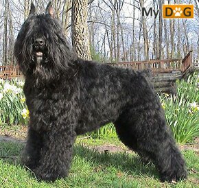 Bouvier_des_Flandres_2.jpg