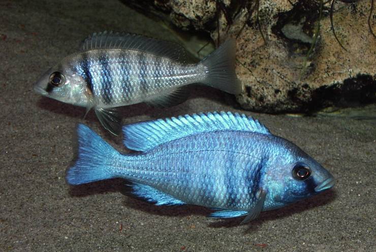 Placidochromis_phenochilus.JPG