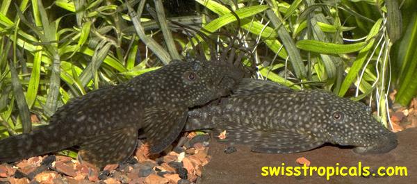 Ancistrus_20sp_20Pucallpa_20pair.jpg