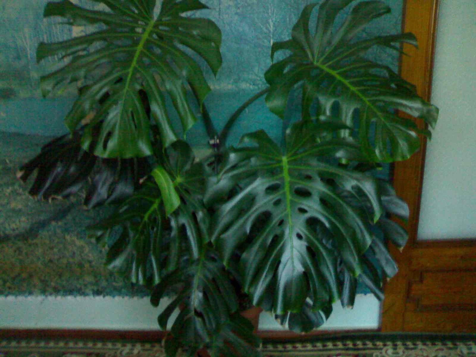 25092007035.jpg