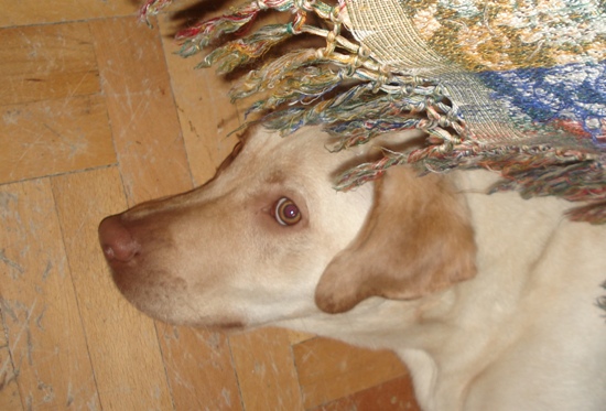 DSC08412.JPG