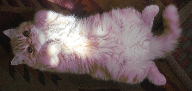 Picture_420.jpg