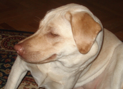 DSC08522.JPG