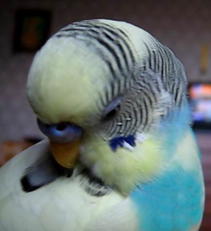 koko1_MVI_0680.avi_000001100.jpg