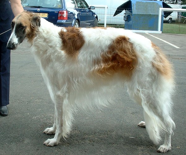 Borzoi_600.jpg