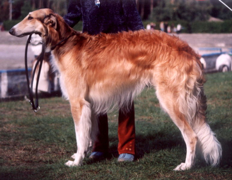 773px_Medalowy_borgoj.jpg