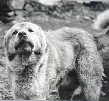 expedition_1970s_220.gif
