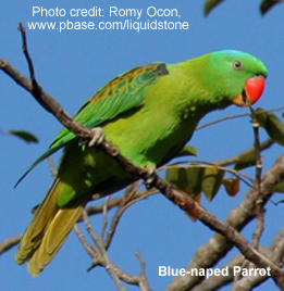 bluenapedparrot.jpg