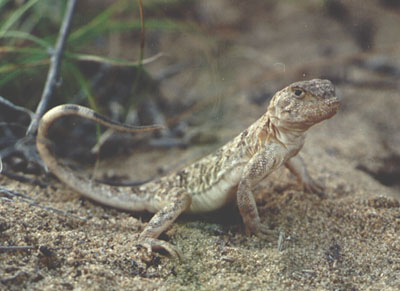Phrynocephalus_melanurus.jpg