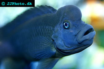 lionhead_cichlid.jpg