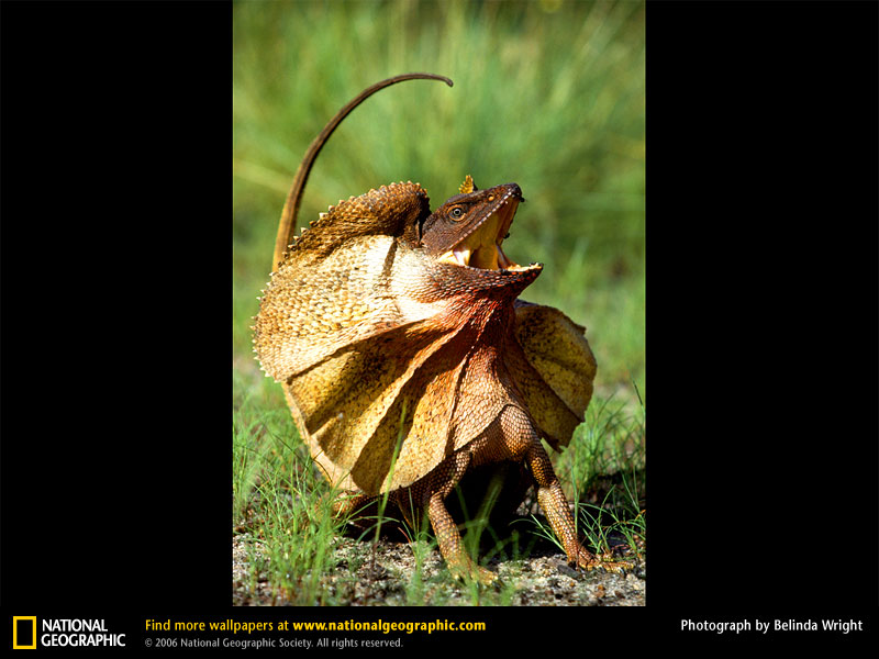 frilled_lizard.jpg
