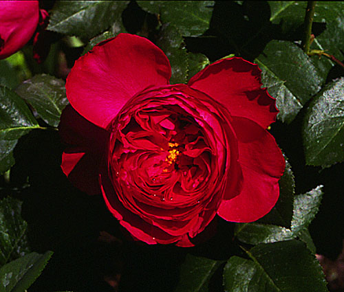 500Traviata.jpg