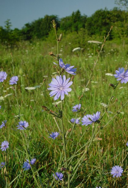 Cichorium_intybus_plant.jpg